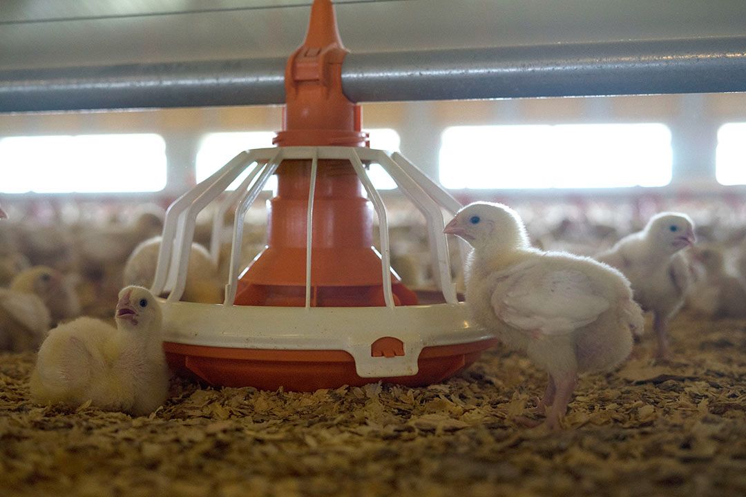 Pullet Farm