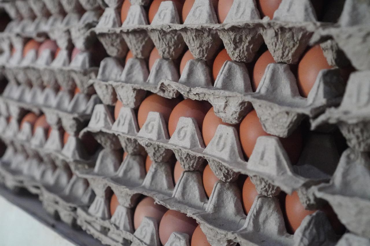 Egg thumbnail 2