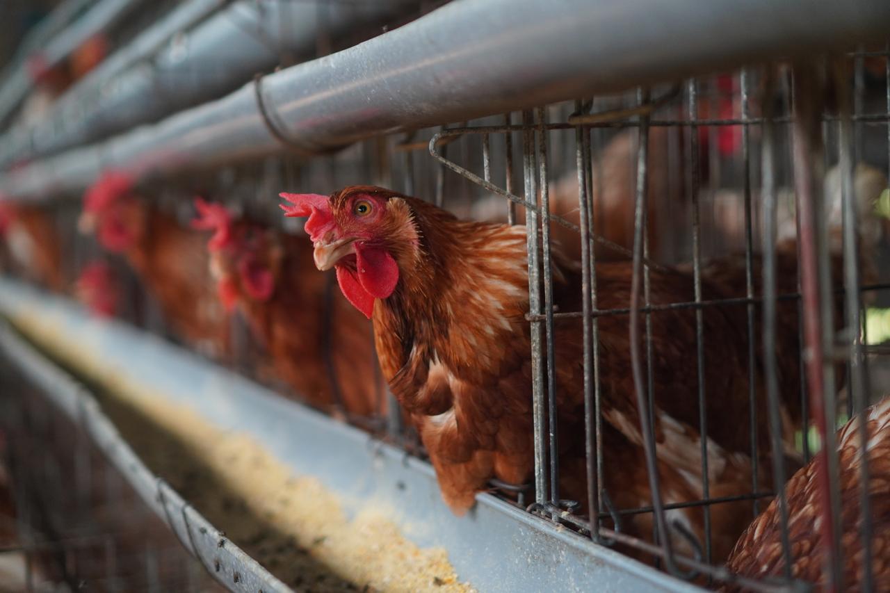 Healthy Hens in Cage
