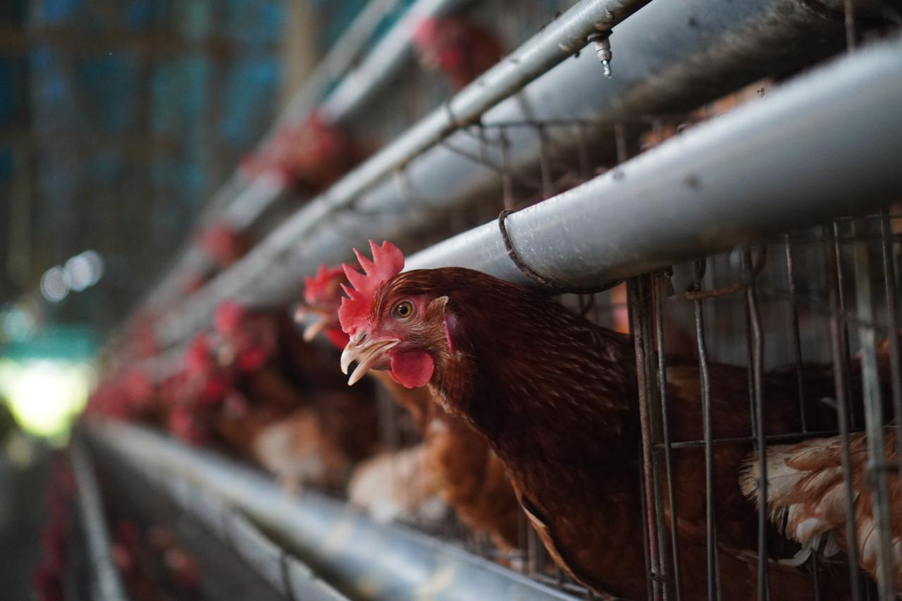Laying Hen Close-Up