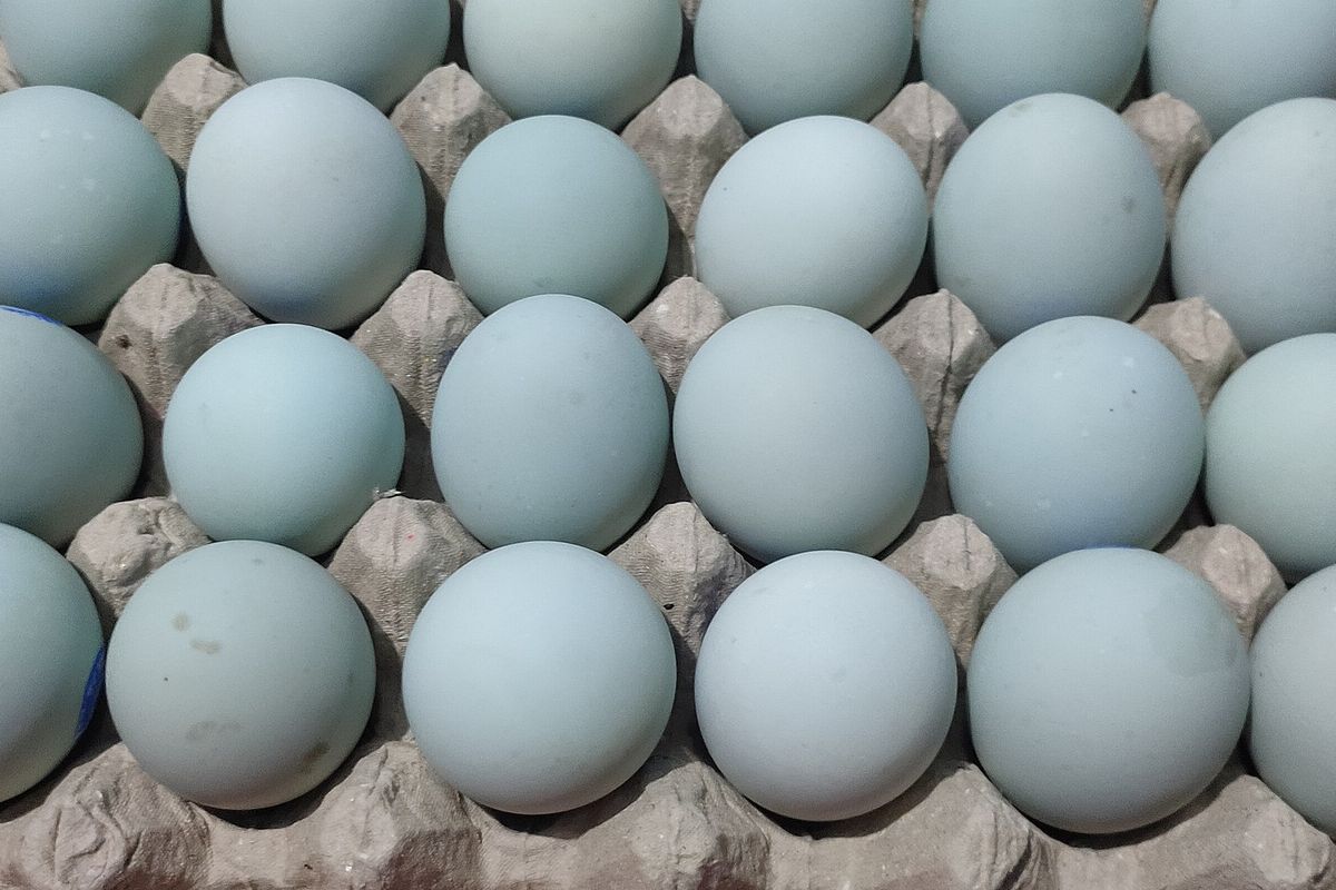 Telur Bebek