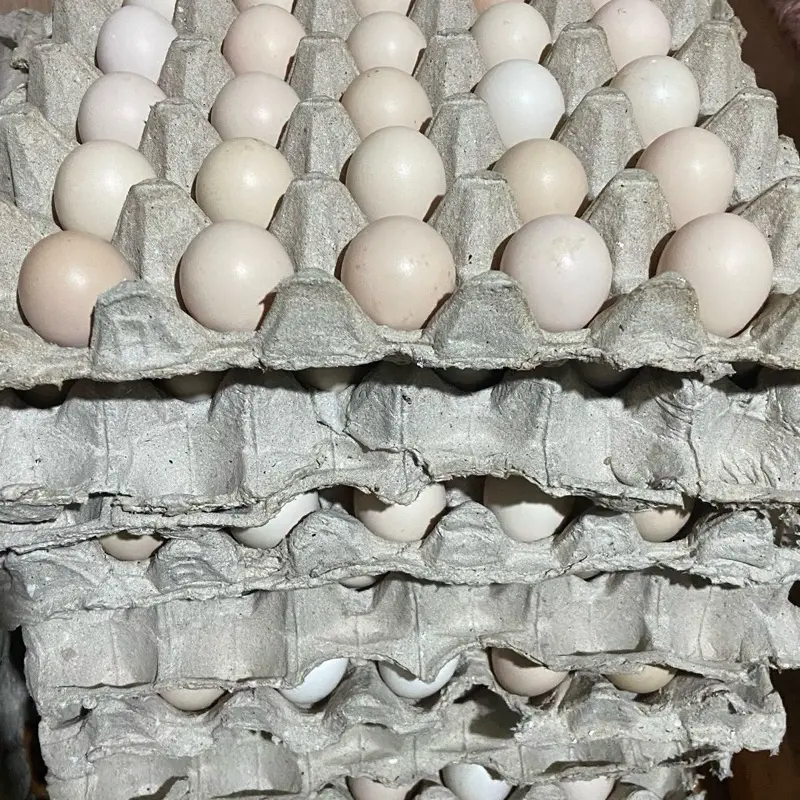 Telur Ayam Arab