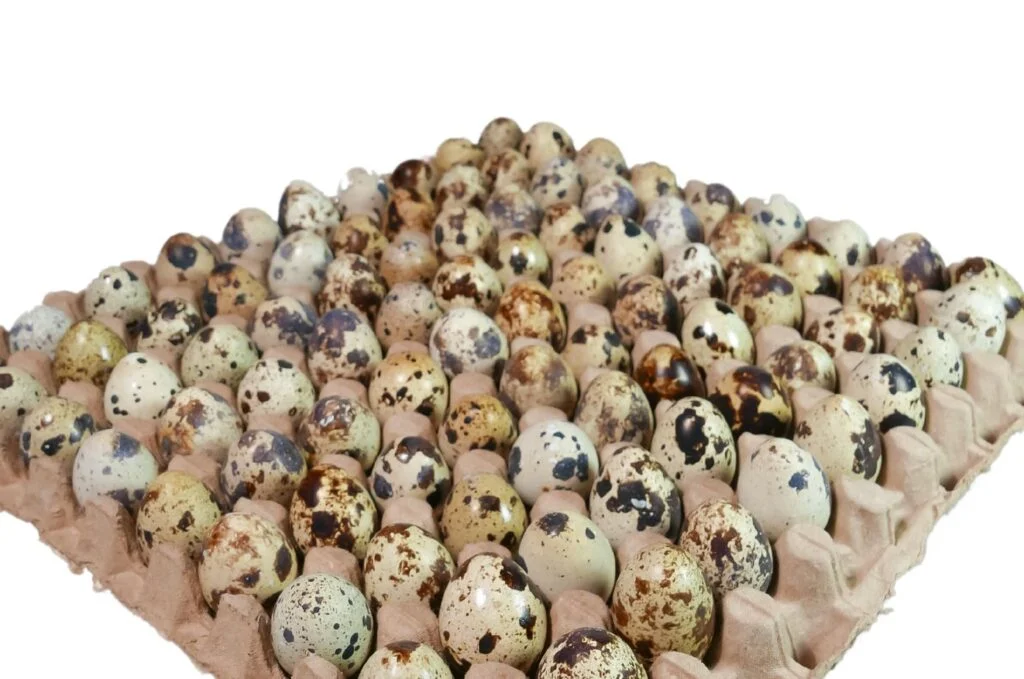 Telur Puyuh thumbnail 2